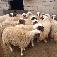 بره ماده داشتی|حیوانات مزرعه|ماهیدشت, |دیوار