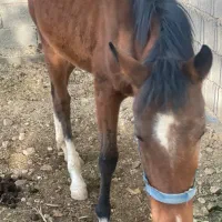 اسب دره شوری