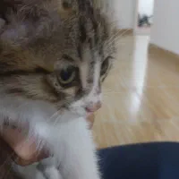 بچه گربه dsh واگذاری