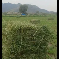 یونجه سبز تر تمیز تازه