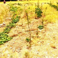 زمین-وباغ-کرمجگون