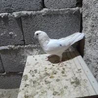 تهرانی زوردار|پرنده|سرپل ذهاب, |دیوار