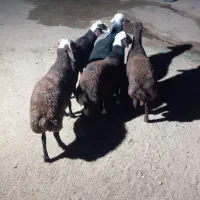 بره قوچ|حیوانات مزرعه|فرمهین, |دیوار