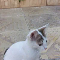 واگذاری گربه خانگی