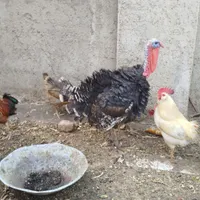 بوقلمون نرو مرغ وخروس