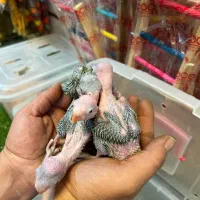 جوجه ملنگو سرلاکی