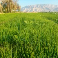 تیم پیاز اصل تشان|خدمات باغبانی و درختکاری|بهبهان, |دیوار