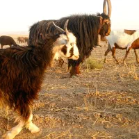 نر بز دوبور جلورو تخم دار|حیوانات مزرعه|فامنین, |دیوار