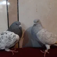 کفتر