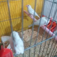 سلام یک جفت فنج کرم لایت|پرنده|شیراز, مسلم|دیوار