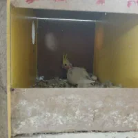 مرغ عروس لوتینو