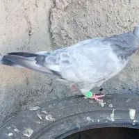 کبوتر پرش|پرنده|نیشابور, شهید بهشتی|دیوار