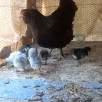 مرغ کرچ با جوجه خروس هم موجوده