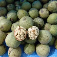 گردو درجه یک بدون پوست سبز