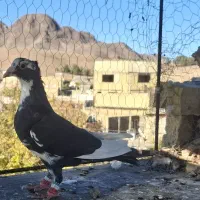 مینا سیا نر زدخوردی|پرنده|تربت‌حیدریه, شهید بهشتی|دیوار