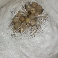 گردوتازهامسال|خوردنی و آشامیدنی|شاهین دژ, |دیوار