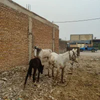 اسب و مادیون با کره|اسب و تجهیزات اسب‌سواری|دزفول, |دیوار