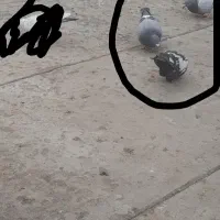 گمشده|حیوانات|بجنورد, |دیوار