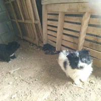 سگ پاکوتاه|سگ|خلیفان, |دیوار