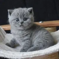 گربه بریتیش (بلو)