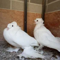 کبوتر سفید دوکاکله
