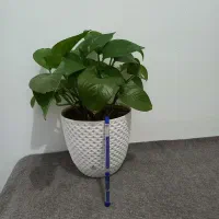 تعدادی گل|گل و گیاه طبیعی|ارومیه, |دیوار