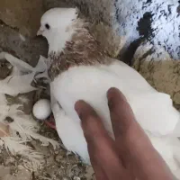 کفتر طوقی.سرخ دم سفید.سینه سیاه.کله زرد.فروش فوری