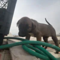 واگزاری سگ|سگ|یزد, |دیوار