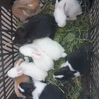 بچه خرگوش