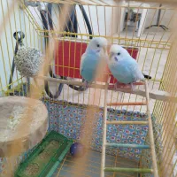 مرغ عشق نر و ماده