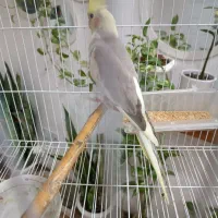 قفس پرنده