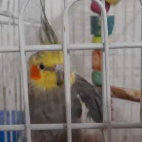 فروش انواع عروس هلندی های زیبا