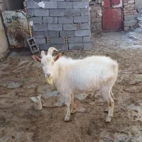 نربز سانن|حیوانات مزرعه|دهگلان, |دیوار