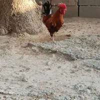 خروس بومی