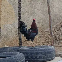 خروس گلین و کوردی|حیوانات مزرعه|چرداول, |دیوار