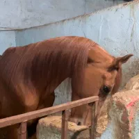 اسب عرب ایرانی خالص