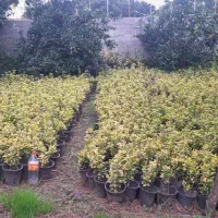 فروش شمشاد طلایی/ لافسون /کامایا/یاس هلندی|خدمات باغبانی و درختکاری|تهران, شهرک آپادانا|دیوار