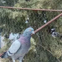 کبوتر پرشی سالم مایه کفتر
