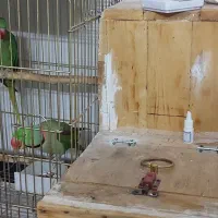 جفت طوطی نائب السلطنه و شاه طوطی|پرنده|تهران, بازار|دیوار