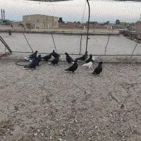 ده عدد کفتر دم سفید|پرنده|رفسنجان, |دیوار