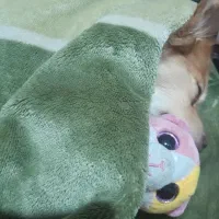 فروشی|سگ|تهران, استخر|دیوار