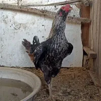 خروس دورگه