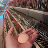 تخم مرغ محلی گلپایگان ارگانیک( سرشار از ای سلنیوم)|خوردنی و آشامیدنی|هشتگرد, هشتگرد قدیم|دیوار