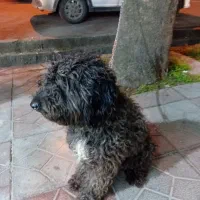 سگ خونگی پودل(قیمت ۱۰ میلیون)