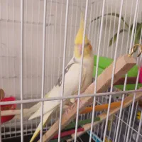 عروس هلندی نر
