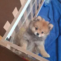 پامر|سگ|ملارد, |دیوار