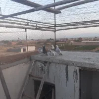 کفتر|پرنده|کاشان, دشت لتحر|دیوار