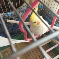 عروس هلندی جفت کارداده