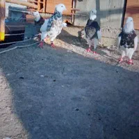 چند عدد کبوتر طوقی وتکپر|پرنده|مینودشت, |دیوار