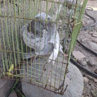 کبوتر گرگی|پرنده|جیرفت, |دیوار